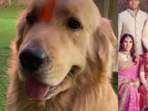 The family's pet, Happy, passed away on April 30.(Instagram/@mumbaiindians) The family's pet, Happy, passed away on April 30.(Instagram/@mumbaiindians)