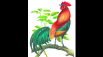 The modern chicken is believed to have descended from the red jungle fowl (above) native to India, South-East Asia and China. (Murrell Butler) The modern chicken is believed to have descended from the red jungle fowl (above) native to India, South-East Asia and China. (Murrell Butler)