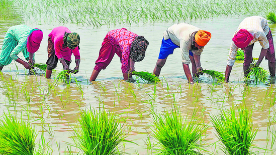 Agriculture (AFP) Agriculture (AFP)