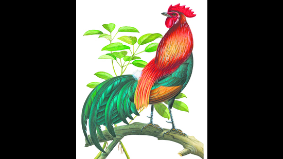 The modern chicken is believed to have descended from the red jungle fowl (above) native to India, South-East Asia and China. (Murrell Butler) The modern chicken is believed to have descended from the red jungle fowl (above) native to India, South-East Asia and China. (Murrell Butler)