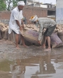 Labourers move soaked sacks of wheat grain in a waterlogged mandi at Bhagtanwala grain market in Amritsar on Friday. (Sameer Sehgal/HT) Labourers move soaked sacks of wheat grain in a waterlogged mandi at Bhagtanwala grain market in Amritsar on Friday. (Sameer Sehgal/HT)