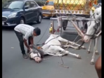 A horse collapsed in Kolkata while pulling a carriage; its handler slapped it, sparking outrage.(X/@PetaIndia) A horse collapsed in Kolkata while pulling a carriage; its handler slapped it, sparking outrage.(X/@PetaIndia)