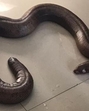 The recovered red sand boa snake is valued at approximately <span class='webrupee'>₹</span>1 crore in the international market (Representational image) The recovered red sand boa snake is valued at approximately <span class='webrupee'>₹</span>1 crore in the international market (Representational image)