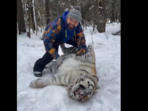 A viral video showed a man rubbing a tiger’s belly in the snow.(X/@AMAZlNGNATURE) A viral video showed a man rubbing a tiger’s belly in the snow.(X/@AMAZlNGNATURE)