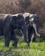 The back-to-back incidents of human-elephant conflict have created concern among the locals. (Representational image) The back-to-back incidents of human-elephant conflict have created concern among the locals. (Representational image)