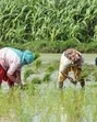 Transplantation has been advanced from June 15 to June 1 this year (HT File) Transplantation has been advanced from June 15 to June 1 this year (HT File)