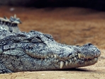 A man climbed into a crocodile enclosure for photos and was attacked.(Representational image/Pixabay) A man climbed into a crocodile enclosure for photos and was attacked.(Representational image/Pixabay)