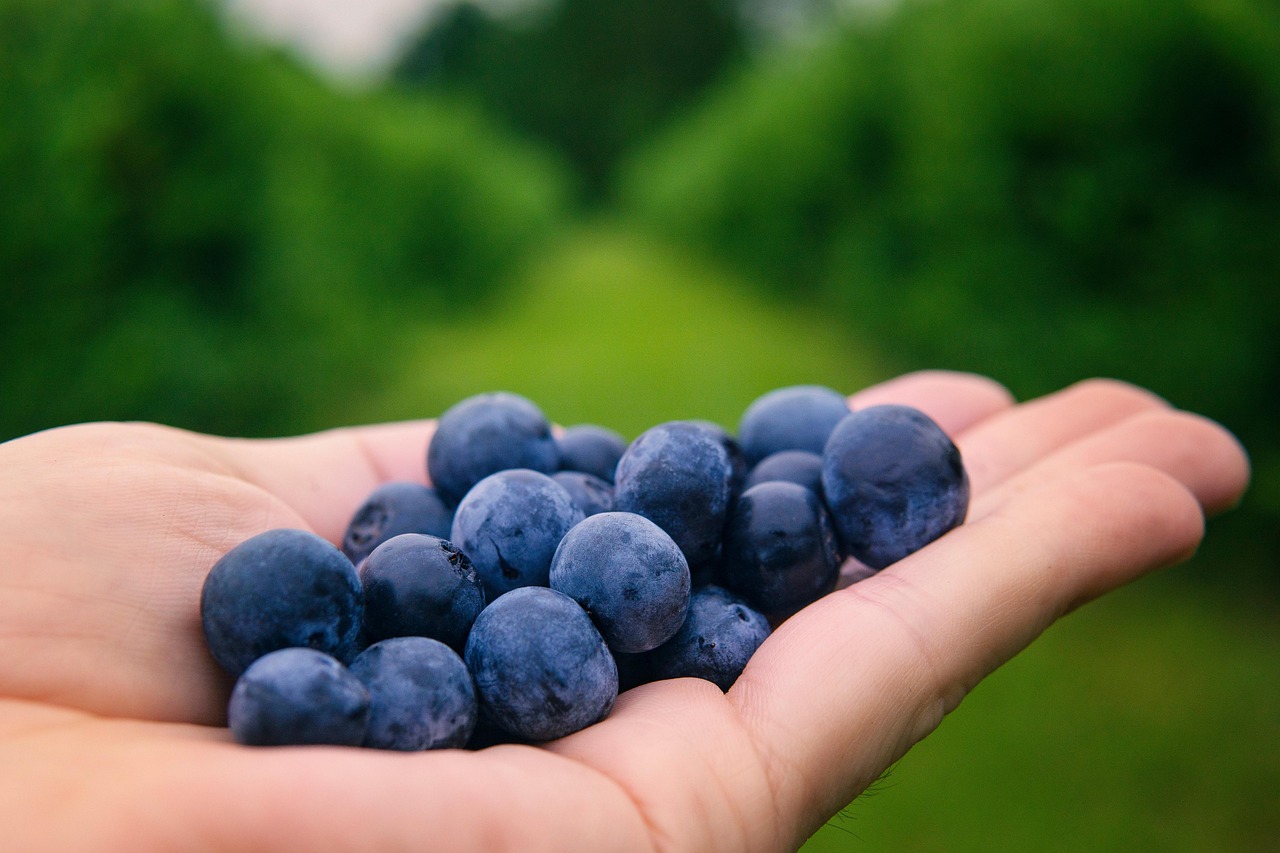 Blueberries contain antioxidants.(Pexels) Blueberries contain antioxidants.(Pexels)