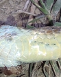 The Condanarus Sand Snake (HT Photo) The Condanarus Sand Snake (HT Photo)