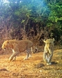 The case stems from a raid conducted on May 10, 2024, by a joint team comprising forest department officials and a member of People for Animals (PFA). (HT Photo) The case stems from a raid conducted on May 10, 2024, by a joint team comprising forest department officials and a member of People for Animals (PFA). (HT Photo)