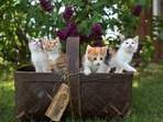 28 cats were found dead from a Bohemia home after neighbours reported a foul odour. (Representational image/Unsplash) 28 cats were found dead from a Bohemia home after neighbours reported a foul odour. (Representational image/Unsplash)
