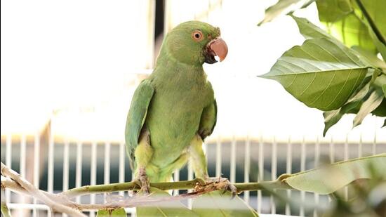 Rescued from illegal captivity in Ahmednagar district by forest department in April 2025, injured rose-ringed parakeet underwent medical procedure at Transit Treatment Centre in Pune. (HT) Rescued from illegal captivity in Ahmednagar district by forest department in April 2025, injured rose-ringed parakeet underwent medical procedure at Transit Treatment Centre in Pune. (HT)