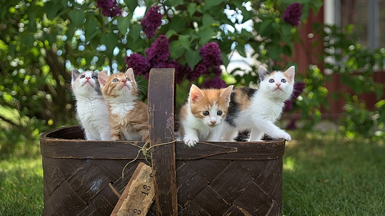 28 cats were found dead from a Bohemia home after neighbours reported a foul odour. (Representational image/Unsplash) 28 cats were found dead from a Bohemia home after neighbours reported a foul odour. (Representational image/Unsplash)