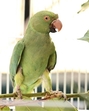 Rescued from illegal captivity in Ahmednagar district by forest department in April 2025, injured rose-ringed parakeet underwent medical procedure at Transit Treatment Centre in Pune. (HT) Rescued from illegal captivity in Ahmednagar district by forest department in April 2025, injured rose-ringed parakeet underwent medical procedure at Transit Treatment Centre in Pune. (HT)