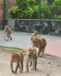 The petition has sought directions with respect to relocation/rescue of monkeys to forests/forest-like areas in vicinity in a time-bound manner. (Sakib Ali/HT Photo) The petition has sought directions with respect to relocation/rescue of monkeys to forests/forest-like areas in vicinity in a time-bound manner. (Sakib Ali/HT Photo)