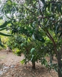 A mango orchard in Malihabad (Sourced) A mango orchard in Malihabad (Sourced)