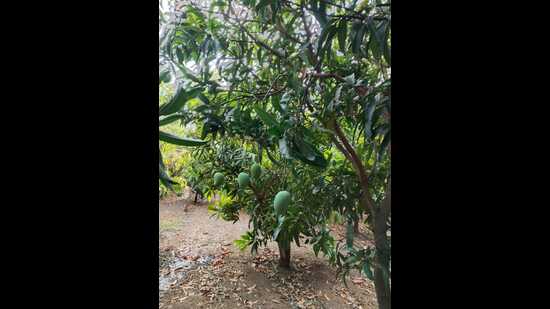 A mango orchard in Malihabad (Sourced) A mango orchard in Malihabad (Sourced)